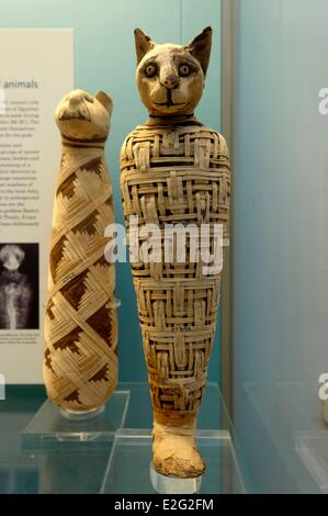 United Kingdom London Bloomsbury British Museum ägyptischer Altertümer ägyptische Tiermumien Stockfoto