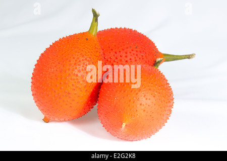 Baby Jackfrucht tropische Früchte Stockfoto