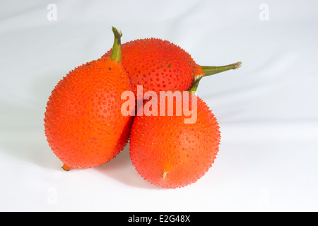 Baby Jackfrucht tropische Früchte Stockfoto