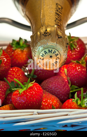 CHAMPAGNER ERDBEEREN SOMMER EVENT Luxus Champagner Flasche in Weinkühlschrank mit Weidenpunette von frischen Erdbeeren Stockfoto