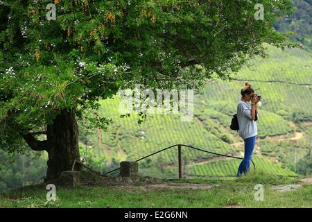 Malaysia Cameron Highlands Brinchang Tee Plantage Sungai Palas BOH Tea Estate tourist Stockfoto