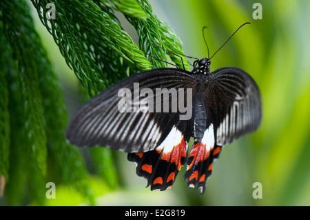 Weibliche gemeinsame Mormone (Papilio Polytes) Schmetterling hocken auf einem Baum Stockfoto