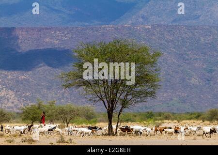 Kenia Lake Magadi Masai Rinder Stockfoto