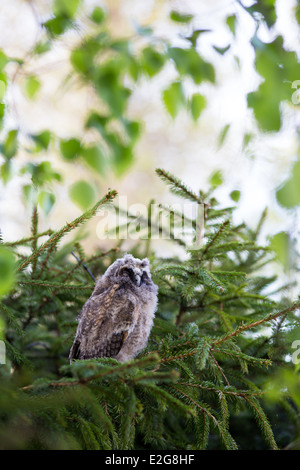 Verschlafene Waldohreule Küken Stockfoto