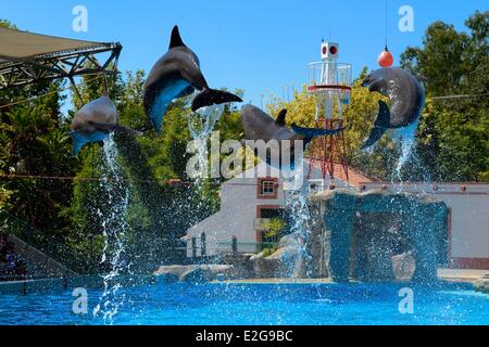 Portugal-Lissabon-Zoologischer Garten-das Delphinarium Delphine machen die show Stockfoto