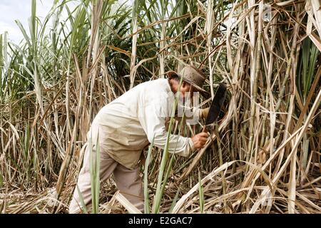 Frankreich-Ile De La Réunion (französische Übersee-Departement)-Saint Philippe Fräser kreolische Zuckerrohr in einem Feld Stockfoto