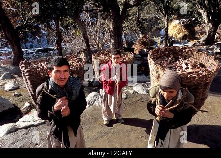 Pakistan Khyber Pakhtunkhwa Kalash Täler Rumbur Tal Kalash tragen in ihren riesigen Sohola große Wicker Haube gekochtem Fleisch für Stockfoto