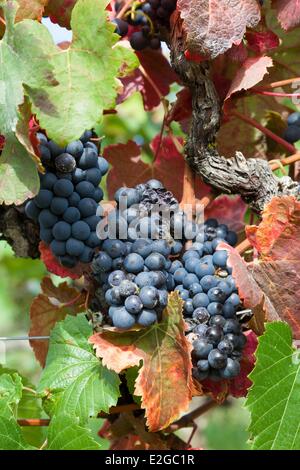 Frankreich Tarn Gaillac Trauben aus den Weinbergen von Gaillac Stockfoto