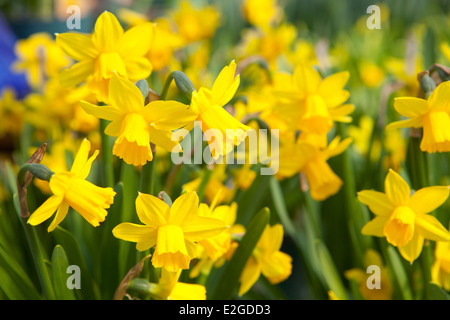 Garten der schönen gelben Narzissen - Narcissus-Blumen Stockfoto