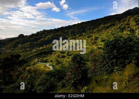 Panama Chiriqui Provinz Boquete Kaffee Plantage Finca Lerida an den Hängen des Volcan Baru Hotels Stockfoto