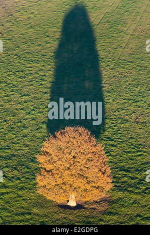 Frankreich Eure Boissy Lamberville Baum und sein Schatten (Luftbild) Stockfoto