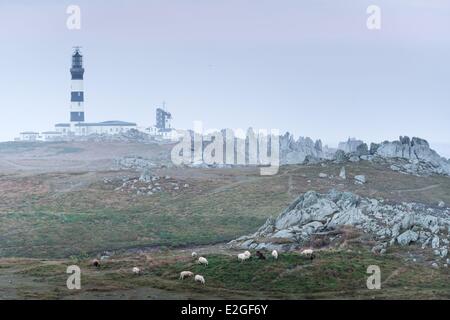 Frankreich Finistere Ouessant Landschaft der Insel mit Leuchtturm Creac'h und Schafe Stockfoto