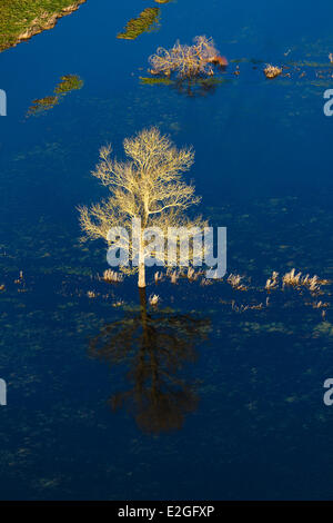 Frankreich Vendee La Bretonniere la Claye Baum, umgeben von Wasser im Winter (Luftbild) Stockfoto