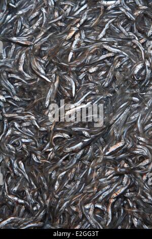 Italien Sizilien Catania sardische Fisch am historischen Fischmarkt in der Altstadt Stockfoto