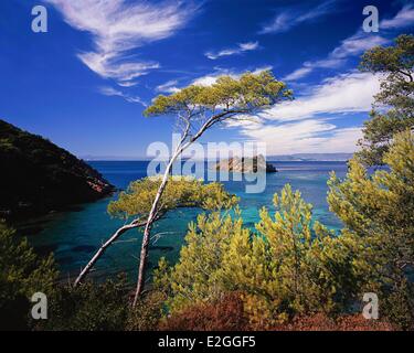 Frankreich Var Parc National de Port-Cros (Port Cros Nationalpark)-Aleppo-Kiefern (Pinus Halepensis) Rocher du Rascas Stockfoto