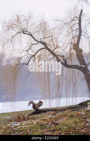 USA New York Manhattan Central Park im winter Stockfoto