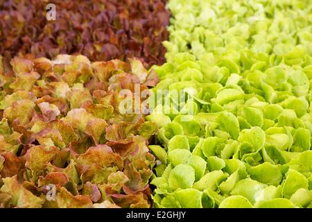 Portugal Algarve Faro Bezirk Loule Salat Pflanzen zum Verkauf auf Markt Stockfoto