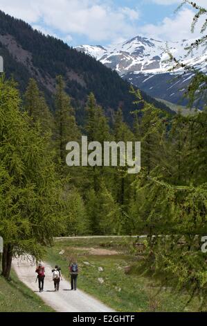 Frankreich Hautes Alpes Queyras Spaziergänger im blühenden Almen in der Nähe Souliers Dorf zwischen Arvieux Tal und Chateau Queyras-Tal Stockfoto