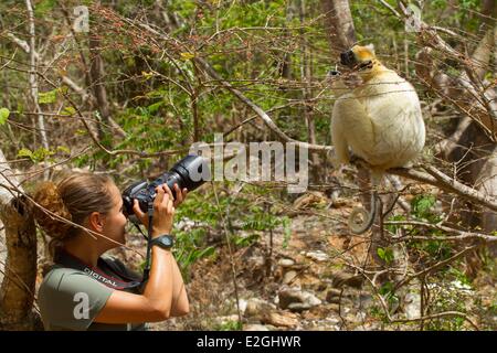 Madagaskar erstreckt-Manambato Schutzgebiet Daraina Frau fotografieren eine Golden-gekrönter Sifaka Propithecus (Tattersalli) endemisch Daraina Wald vom Aussterben bedrohte Arten Stockfoto