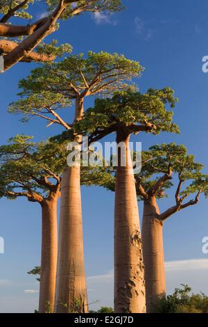 Madagaskar Menabe-Antimena geschützten Bereich Baobab Allee Grandidier Baobabs (Affenbrotbäume Grandidieri) Stockfoto