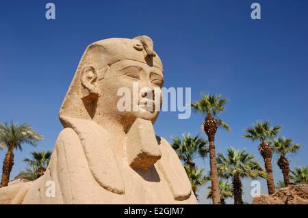 Ägypten-Oberägypten-Luxor-Tempel Weltkulturerbe von UNESCO-Gasse von Sphinxen Criosphinx Dromos mit Kopf von Ram und dem Körper eines Löwen umgestaltet durch Pharao Nektanebos zuerst in seinem Bild und auf der Suche nach rechts Stockfoto