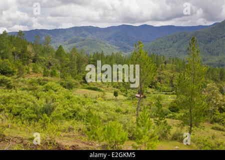 Indonesien Sumatra Insel Aceh Provinz Isaq Dorf Kiefernwald Stockfoto