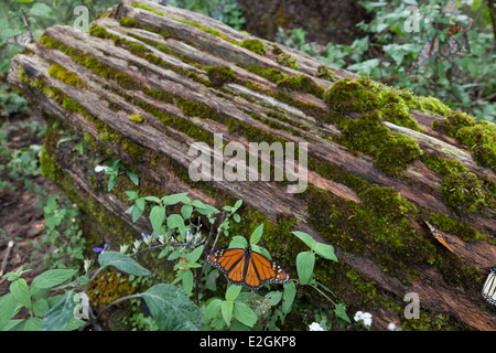 Einsamer Monarchfalter auf einen umgestürzten Baumstamm auf den Monarchfalter Biosphärenreservat in Cerro Pelon Stockfoto