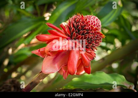 Costa Rica Alajuela La Garita Red Torch Ginger (Etlingera Elatior) Stockfoto