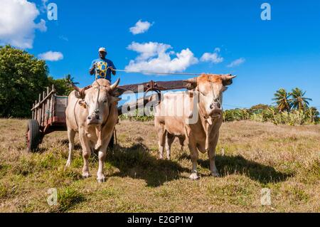 Frankreich Guadeloupe (Französische Antillen) Marie Galante Rindfleisch Track in Zuckerrohr Feld beliebte Fortbewegungsmittel auf Insel Demonstration von Les Jardins de Buckinggham association Stockfoto