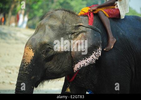 Indien Bihar Zustand Patna Sonepur Sonepur Mela Rinder Fait (größte in Asien) jungen Mahout Elefanten reiten Stockfoto