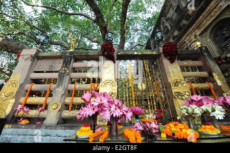 Indien Bihar Zustand Bodh Gaya als Weltkulturerbe der UNESCO Mahabodhi Tempelkomplex (Great Awakening Tempel) buddhistischen Tempel aufgeführt wo Siddhartha Gautama Buddha Erleuchtung Menschen beten vor Heiligen Banyanbaum erreicht Stockfoto