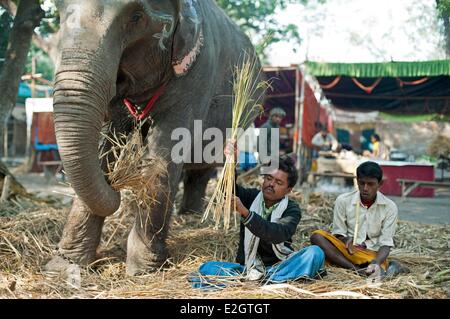 Indien Bihar Zustand Patna Sonepur Sonepur Mela Rinder Fait (größte in Asien) Mahout geben Nahrung für Elefanten Stockfoto