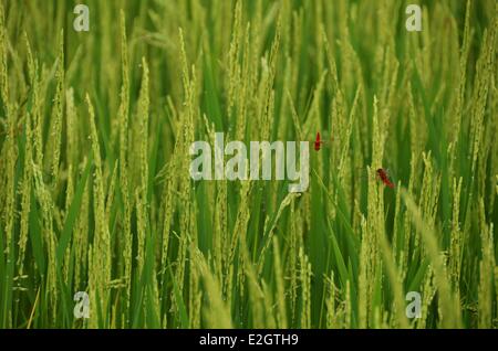 Madagaskar Central Highlands Ampefy Libellen in Reisfeldern Stockfoto