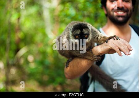 Madagaskar-Andasibe-Mantadia Nationalpark Ile Aux Lemuriens gemeinsame brauner Lemur (Eulemur Fulvus Fulvus) auf Touristen Hände Stockfoto