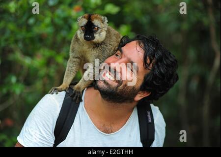 Madagaskar-Andasibe-Mantadia Nationalpark Ile Aux Lemuriens gemeinsame brauner Lemur (Eulemur Fulvus Fulvus) auf Touristen Hände Stockfoto