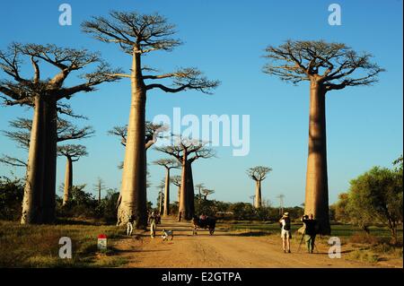 Madagaskar Menabe Region Morondava-Baobab-Allee Touristen fotografieren auf Adansonia Grandidieri Stockfoto