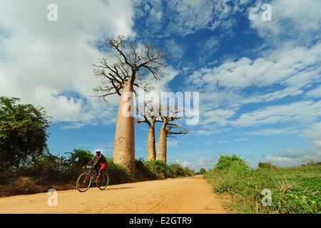 Madagaskar Menabe Region Morondava-Baobab-Allee Blick auf Adansonia Grandidieri Stockfoto