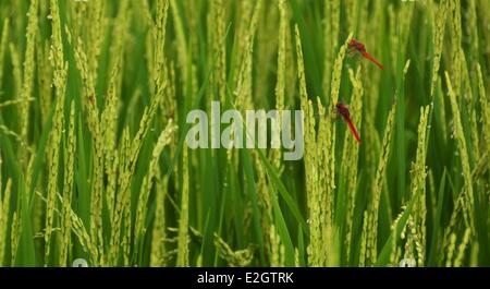 Madagaskar Central Highlands Ampefy Libellen in Reisfeldern Stockfoto