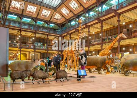 Frankreich Paris Museum National d ' histoire Naturelle (nationales Museum für Naturgeschichte) La Grande Galerie de l (Evolution Galerie) vom Architekten Paul Chemetov Szenografie René Allio Stockfoto