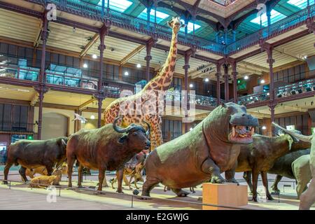 Frankreich Paris Museum National d ' histoire Naturelle (nationales Museum für Naturgeschichte) La Grande Galerie de l (Evolution Galerie) vom Architekten Paul Chemetov Szenografie René Allio Stockfoto