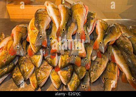 Brasilien Amazonas Staat Amazonasbecken Manaus Fisch Markt Schmetterling Pfau bass Stockfoto