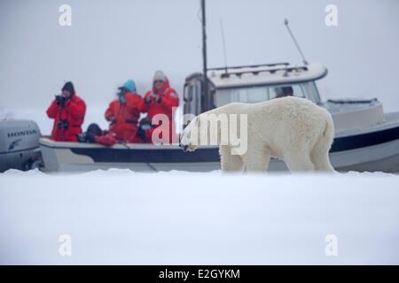 USA Alaska Arctic National Wildlife Refuge Kaktovik Eisbär (Ursus Maritimus) Halbwüchsige Stockfoto