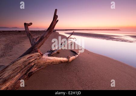 Frankreich Var Frejus Saint Aygulf Strand Baumstamm auf Grund am Strand nach Überschwemmungen im November 2011 Stockfoto