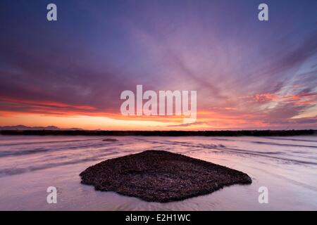 Frankreich Var Frejus Saint Aygulf Strand Anhäufung von Posidonia am Strand nach Überschwemmungen im November 2011 Stockfoto