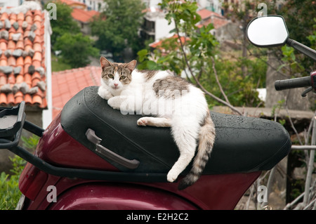 Eine weiße Katze, die auf dem Sitz eines Motorrollers im Dorf Hora auf der nordgriechischen Insel Samothraki, Thrakien, Griechenland sitzt. Stockfoto