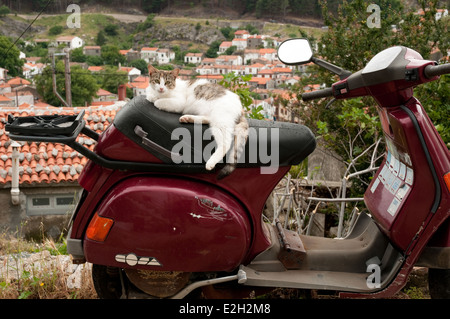 Eine weiße Katze, die auf dem Sitz eines Motorrollers im Dorf Hora auf der nordgriechischen Insel Samothraki, Thrakien, Griechenland sitzt. Stockfoto