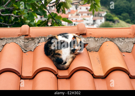 Eine Katze, die sich in einem Ball zusammenrollte und auf einem lehmdach im Dorf Hora auf der nordgriechischen Insel Samothraki, Thrakien, Griechenland schlief. Stockfoto