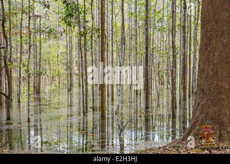 Kambodscha Siem Reap Provinz Angkor Tempel komplexe Site als Weltkulturerbe von UNESCO antiken Stadt Angkor Thom Becken umgebenden Website zum Nordtor Stockfoto