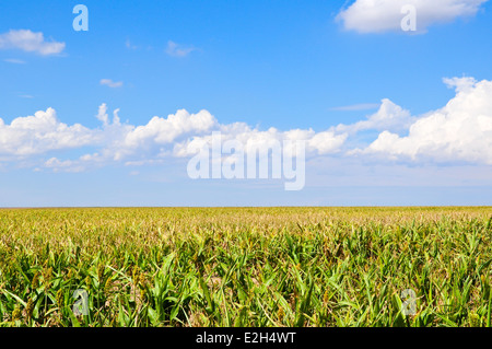 Weite von Sorghum in einem Feld nahe Lamar, Colorado, USA. Stockfoto