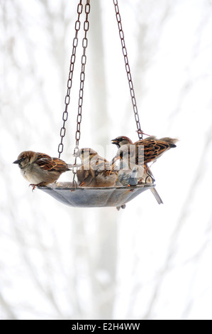 Cluster von Spatzen Essen Samen am Futterhäuschen an einem kalten, verschneiten Wintertag. Stockfoto